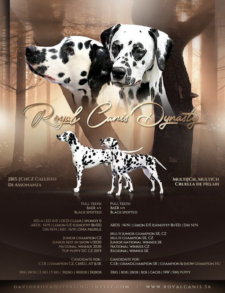 Royal Canis Dynasty – vrh D