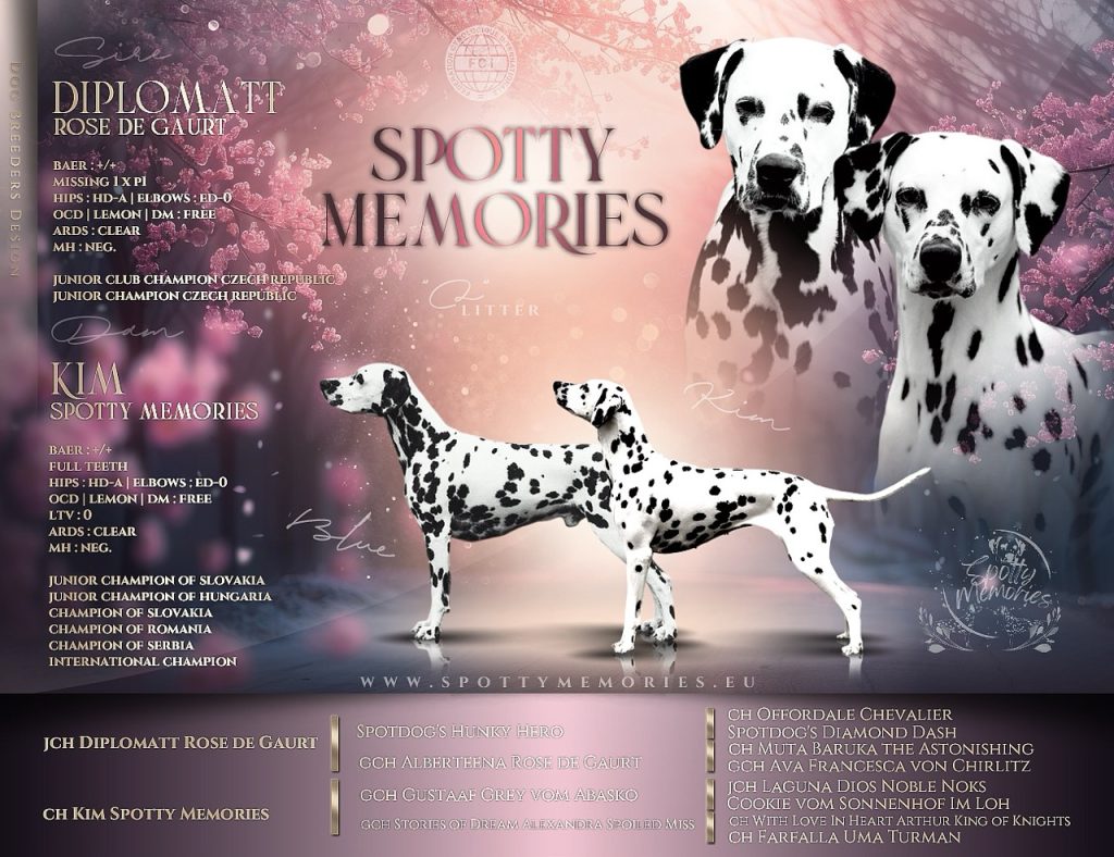 Spotty memories – vrh Q
